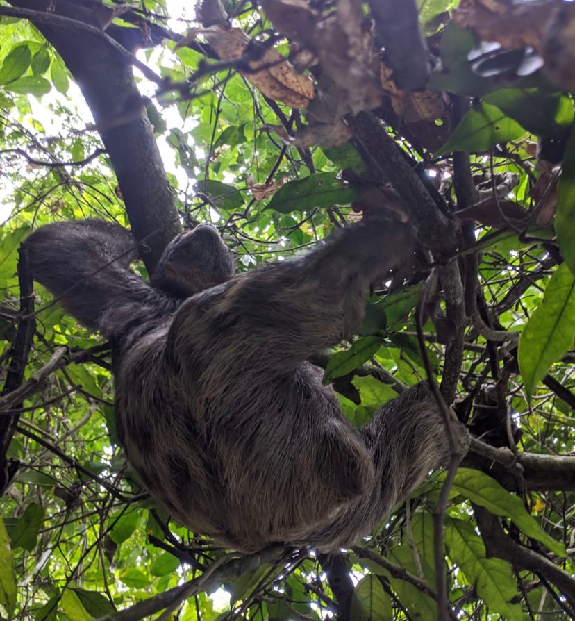 sloth at Pedra do Telegrafo
