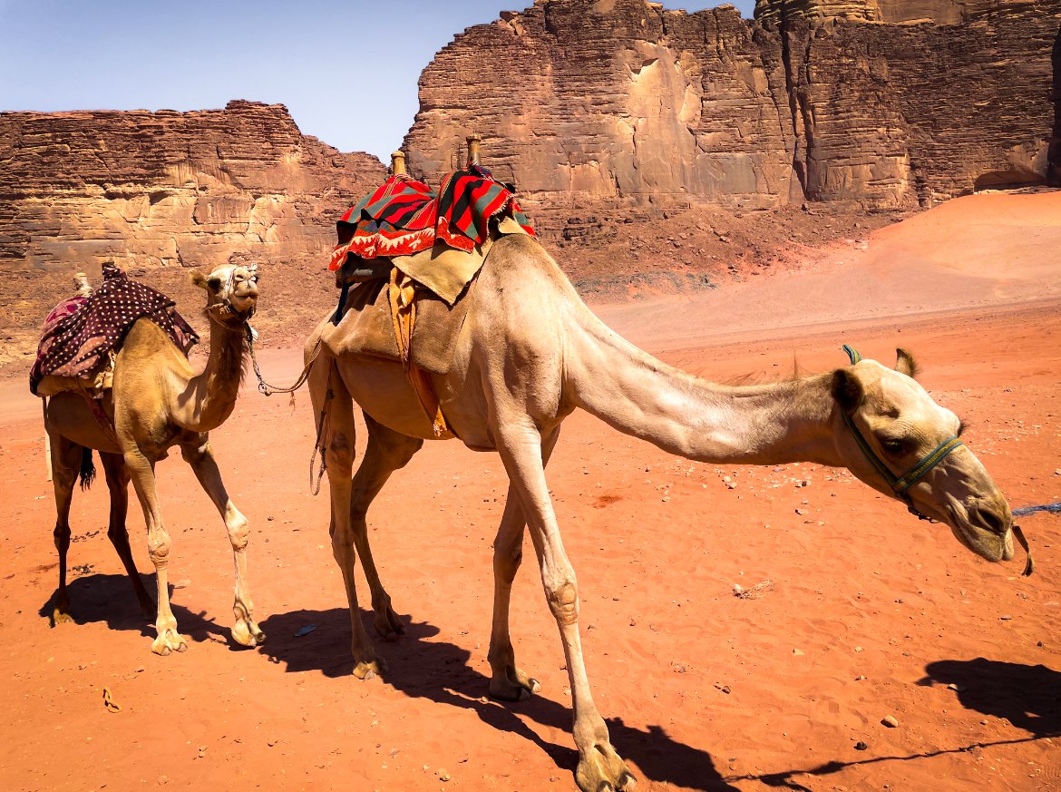 camel ride in Wadi Rum, Jordan