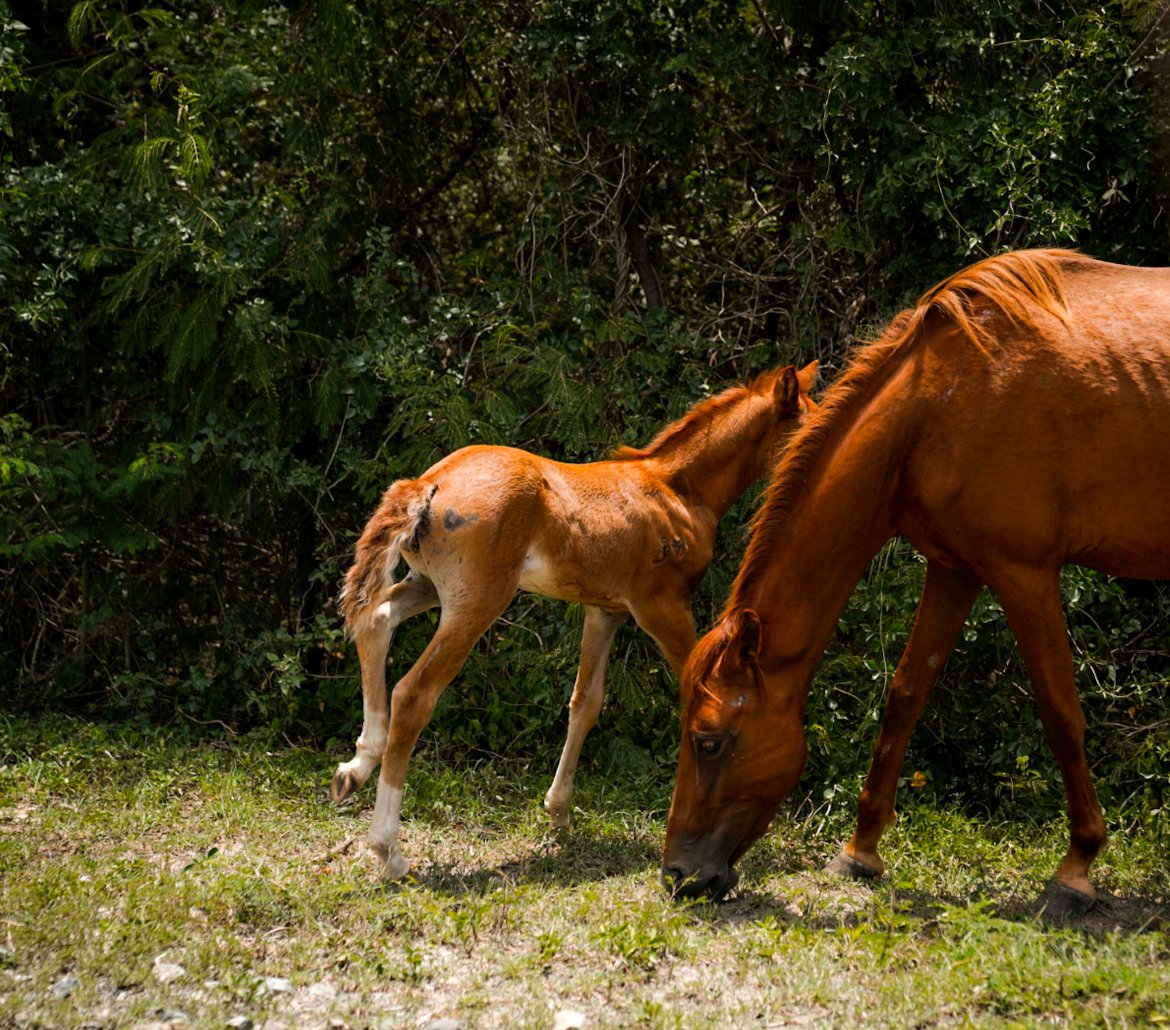 wild horses in Vieques, Puerto Rico