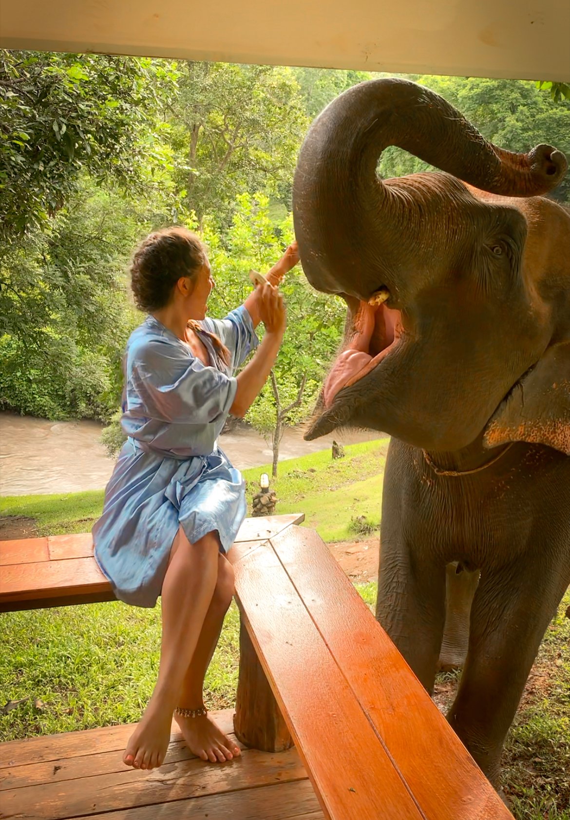 Elephant Sanctuary in Thailand wake up