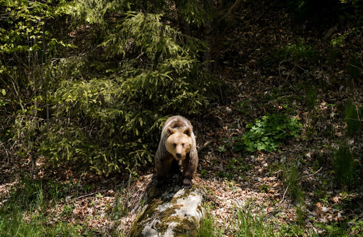 bear, Transylvania in Romania