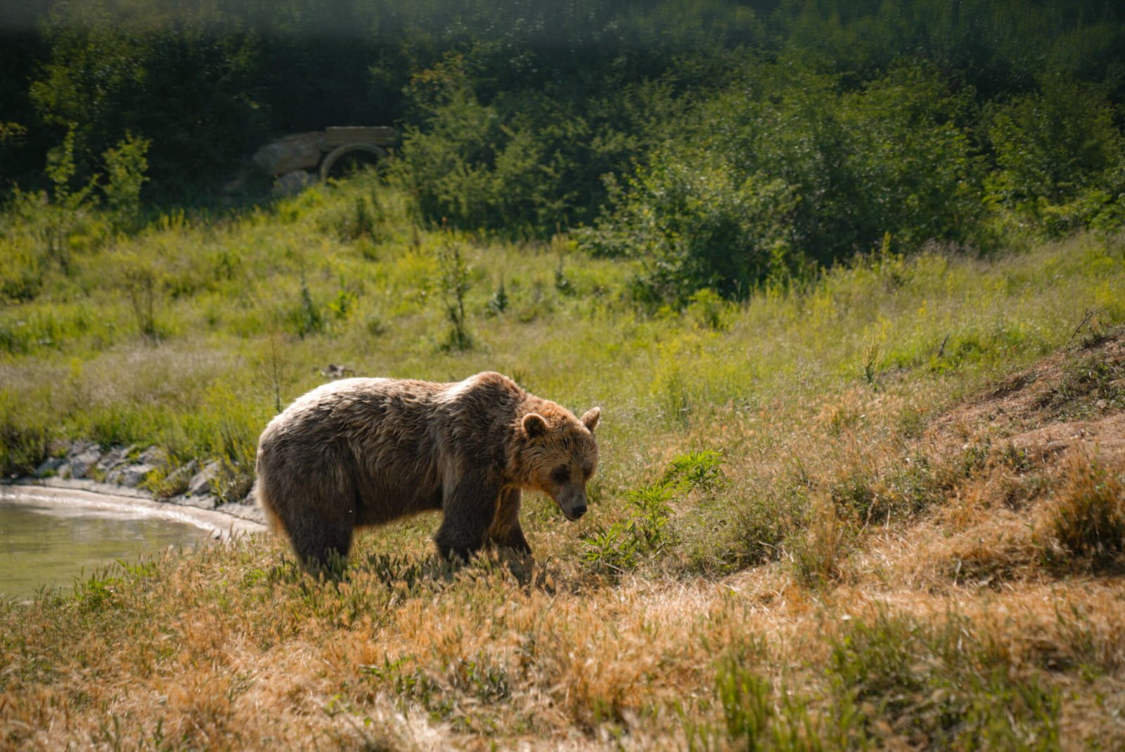 bear sanctuary, what to do in Pristina
