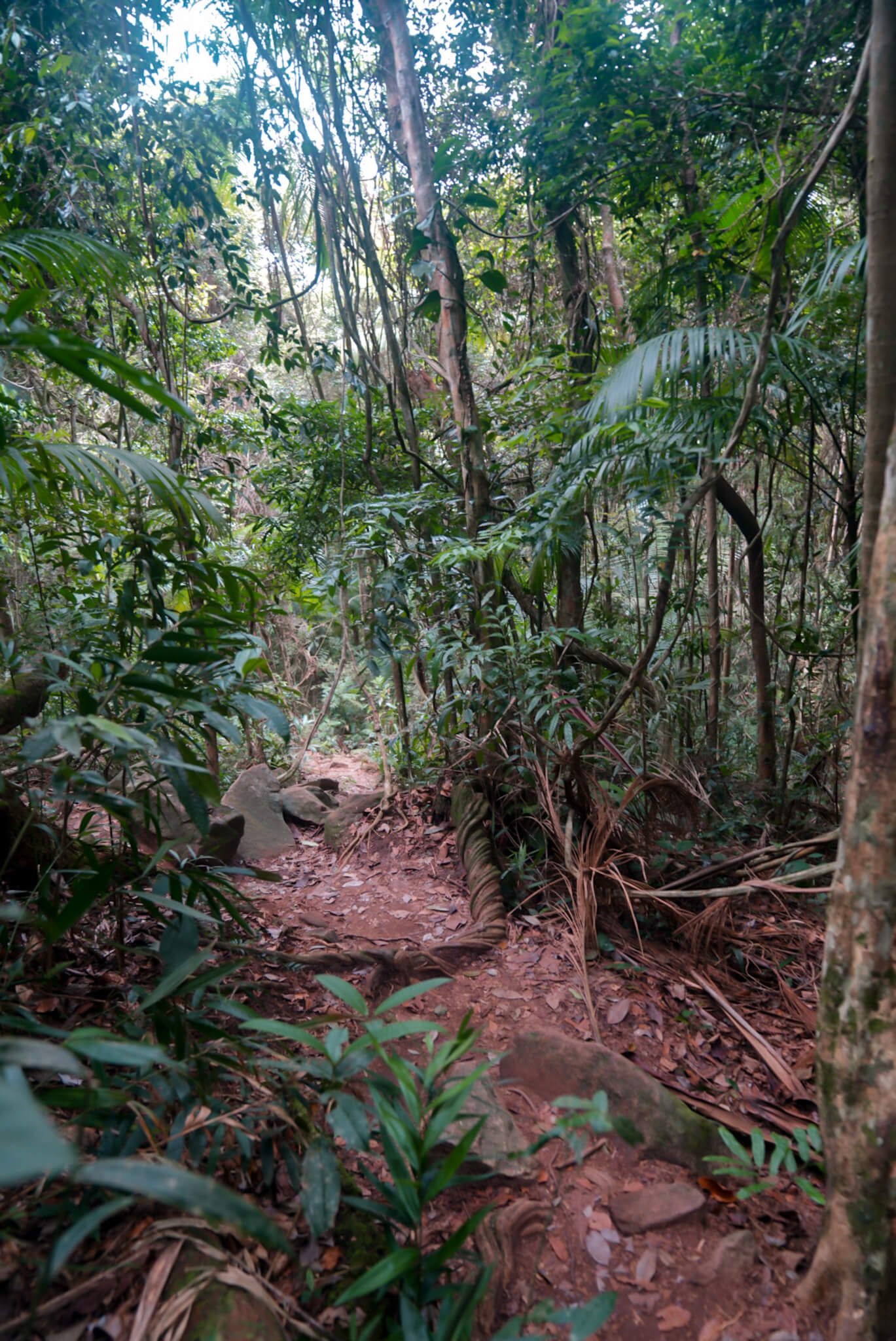 trail to Mamangua Sugarloaf peak
