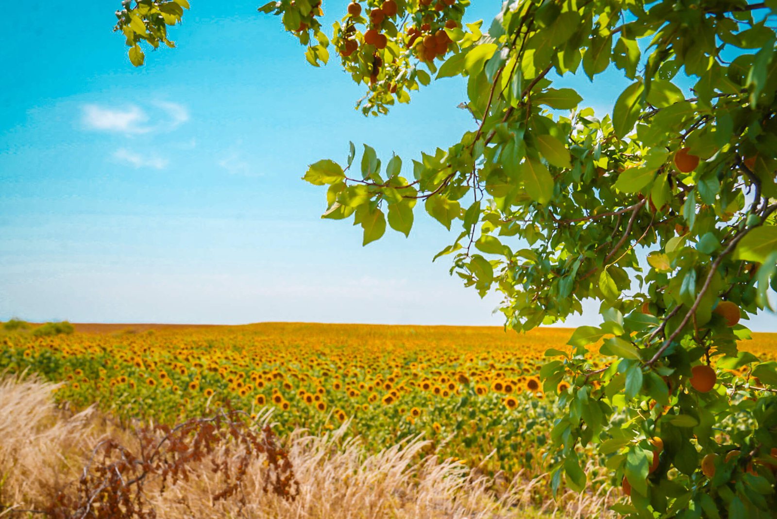 sunflower fields in Bulgaria