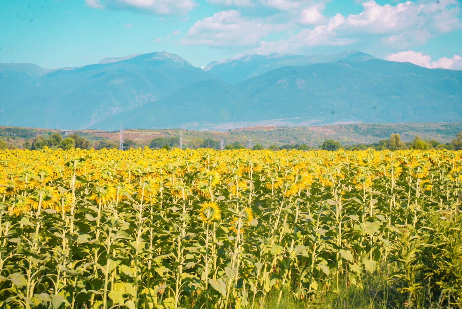 sunflower fields in Bulgaria, best places to visit in Bulgaria