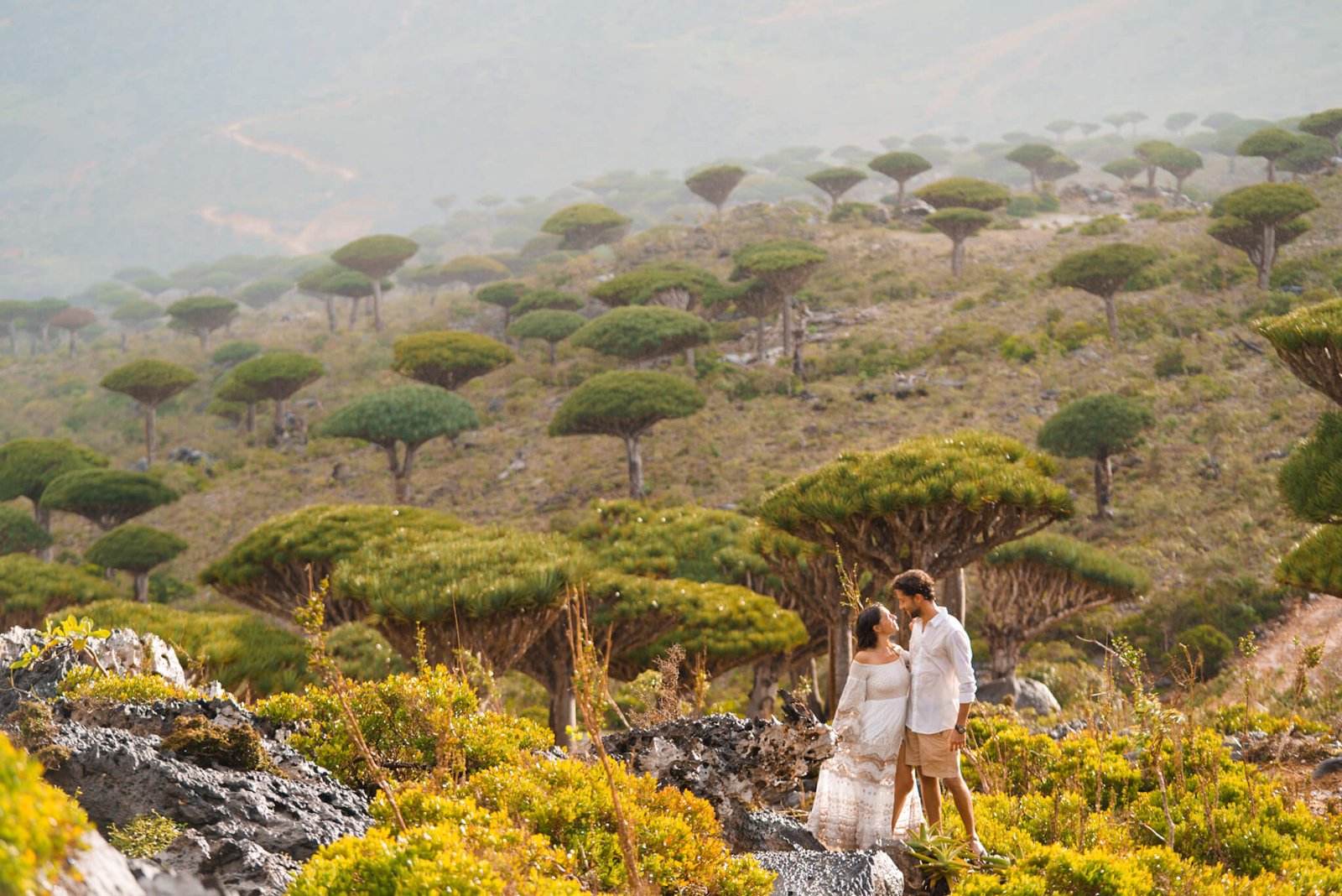 Dragon Blood trees, island of Socotra, Yemen