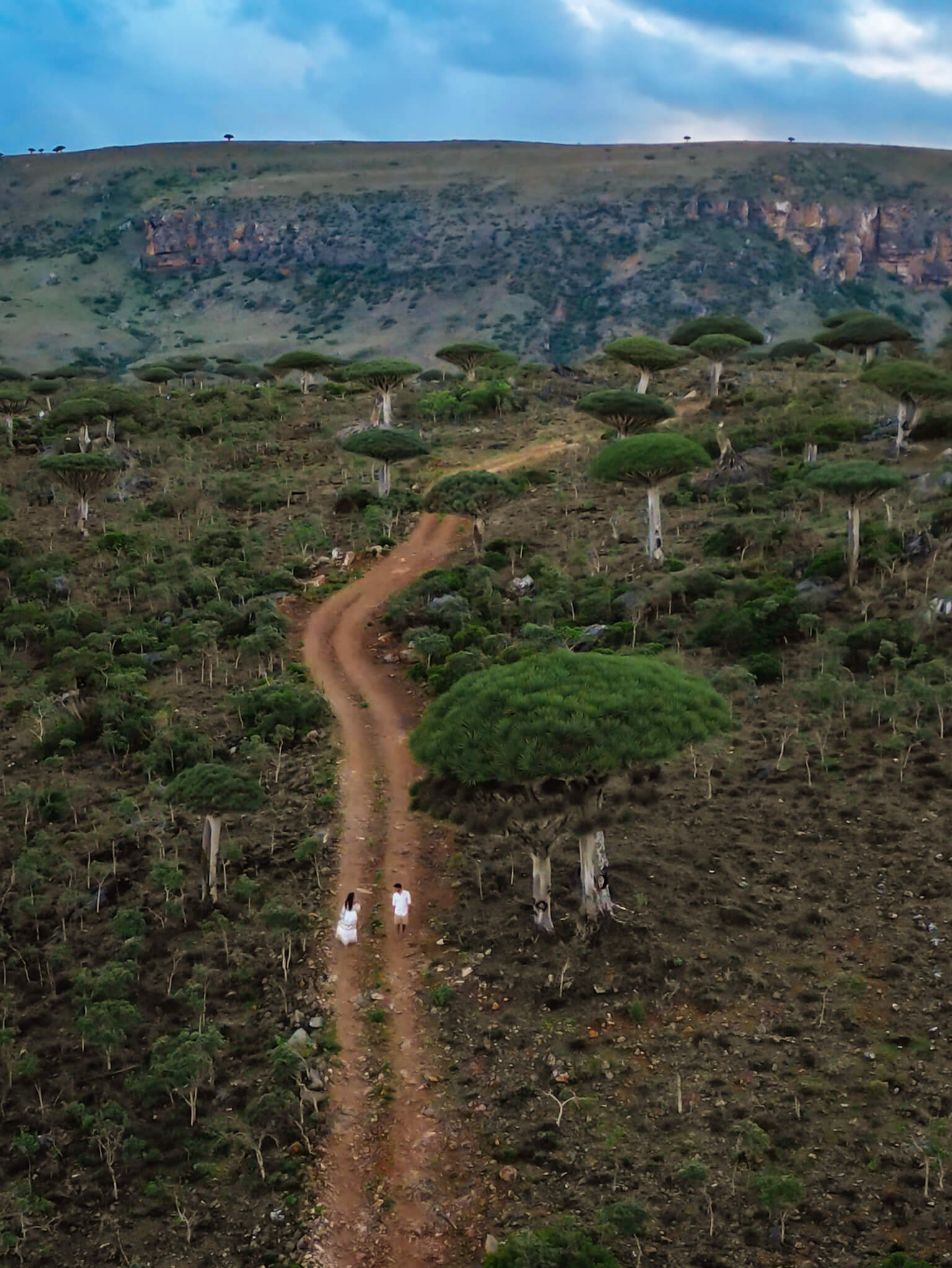 is it worth visiting the island of Socotra in Yemen