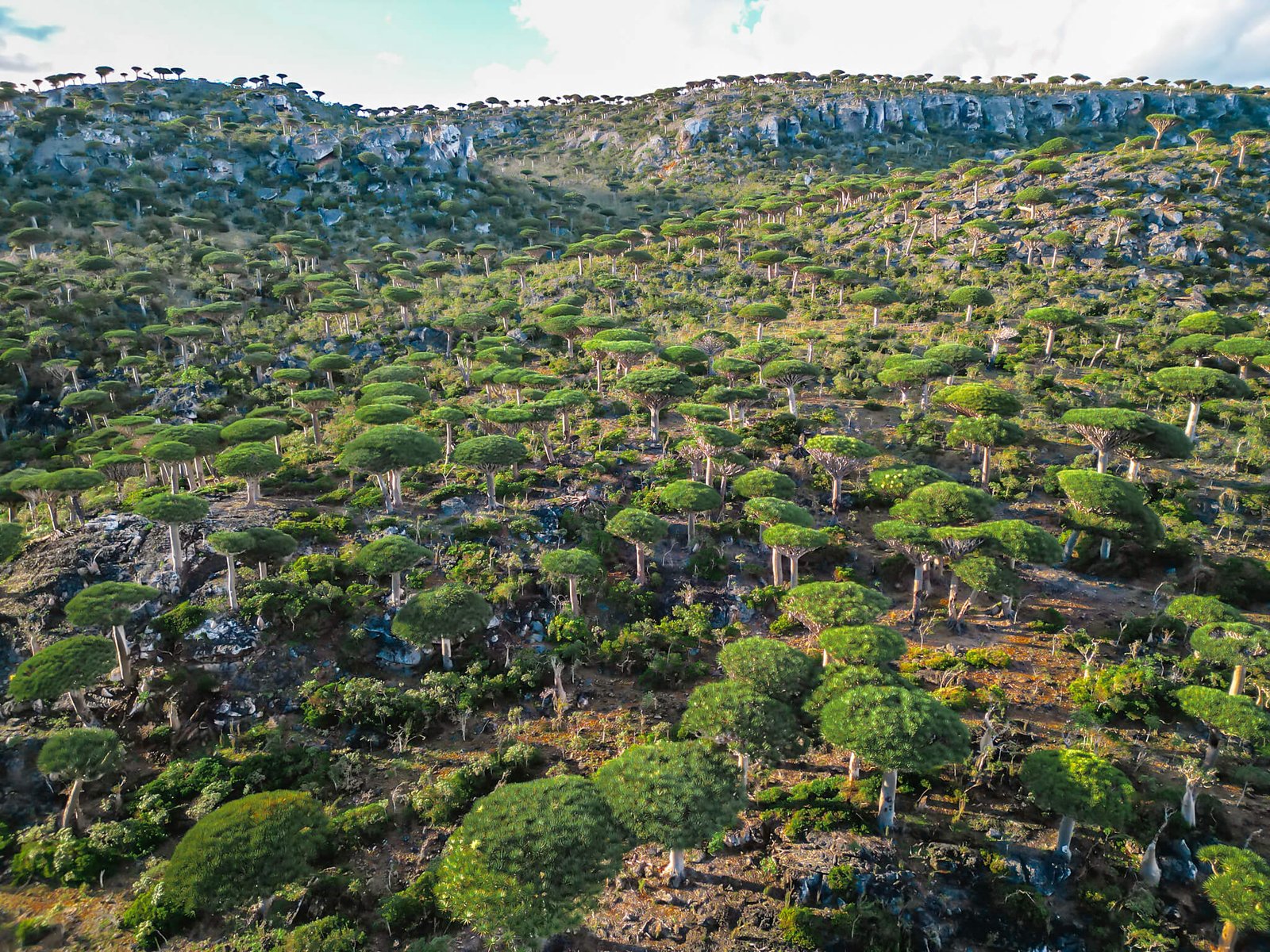 Dragon Blood trees, island of Socotra, Yemen