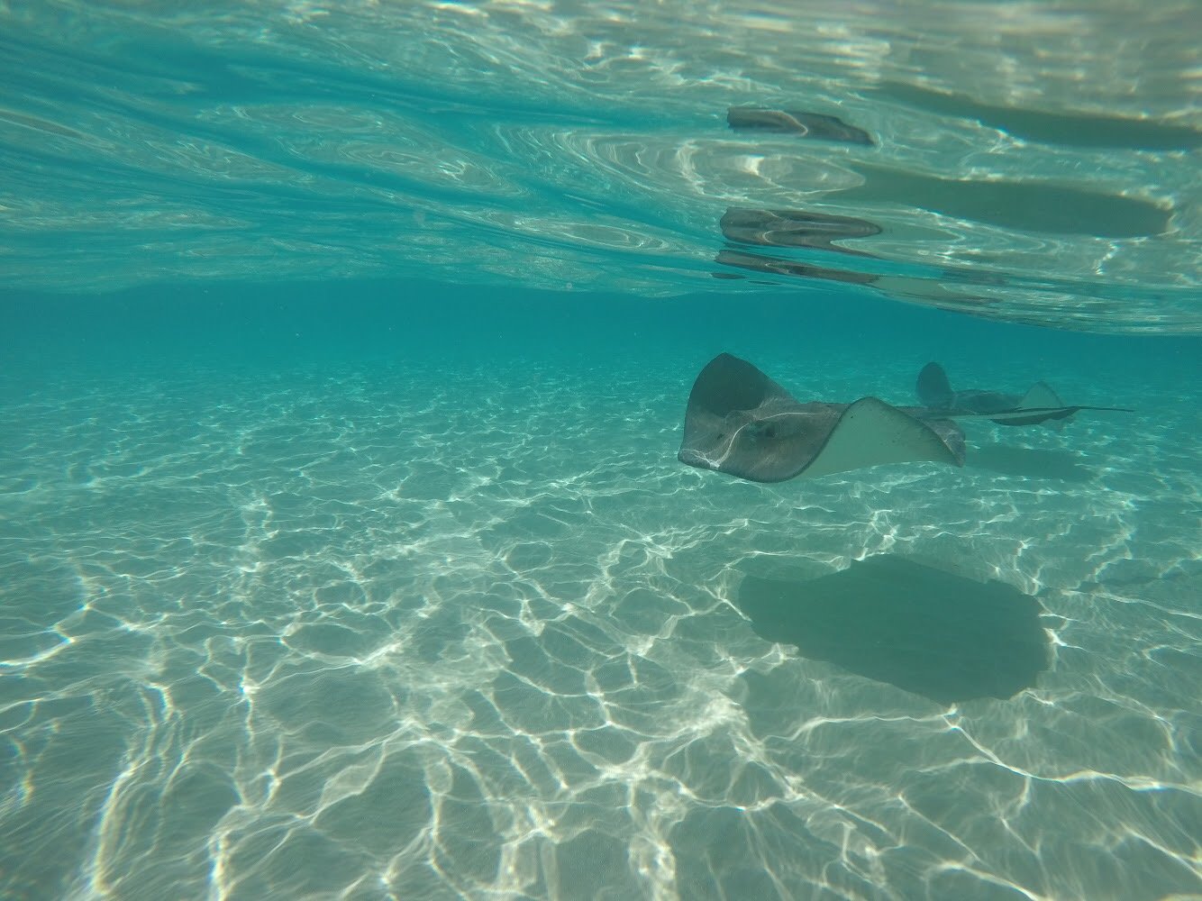 Swimming with the Stingrays in Grand Cayman