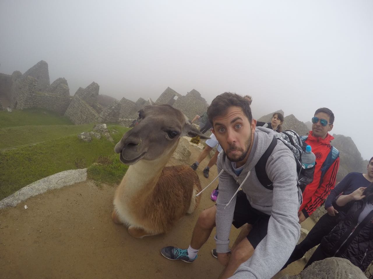 alpacas in Machu Picchu