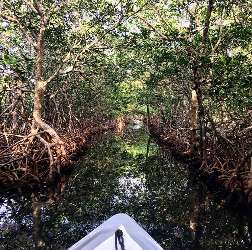 Boat Through Mangroves, things to do in Roatan, Honduras