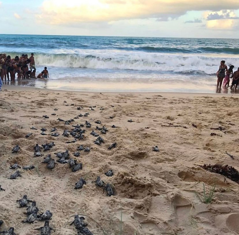 sea turtles hatching, Pipa