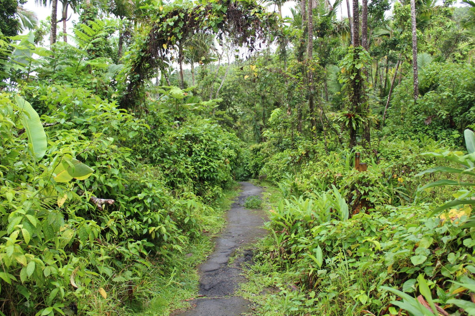 Caimitillo Trail, El Yunque