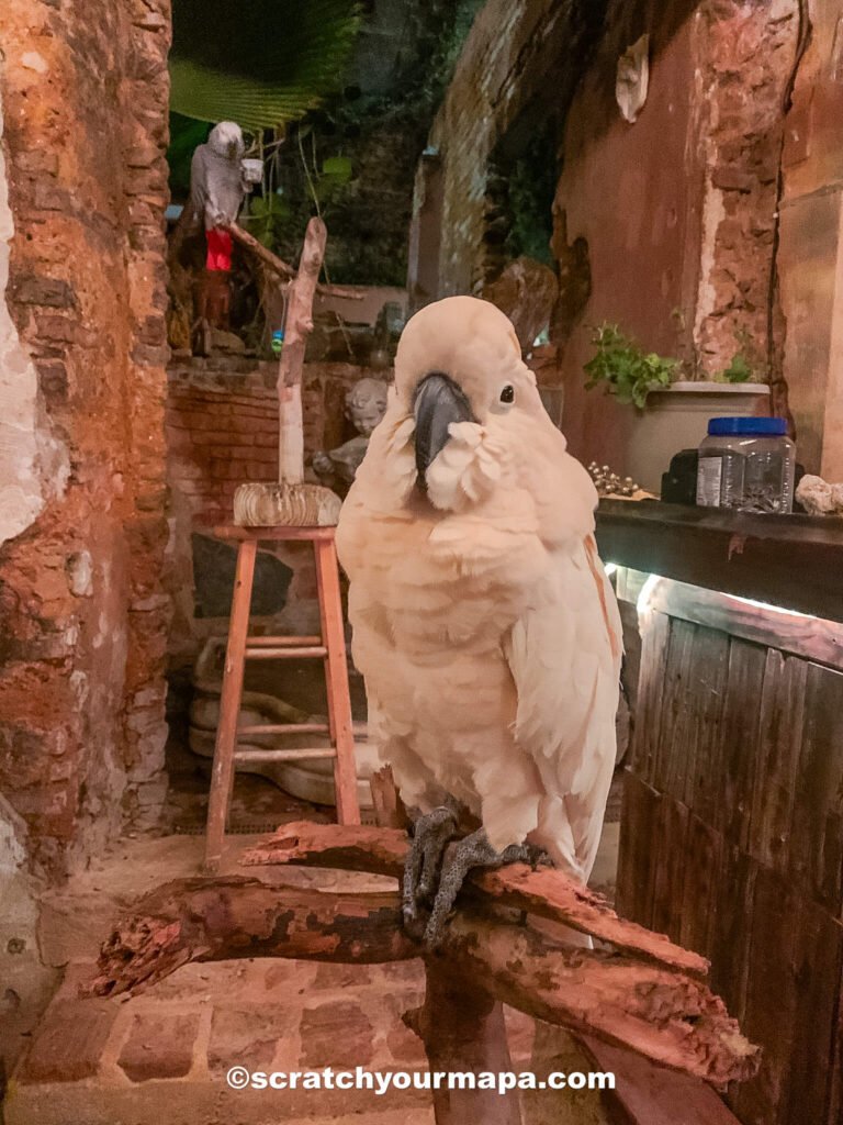 bird at Gallery Inn in San Juan, Puerto Rico