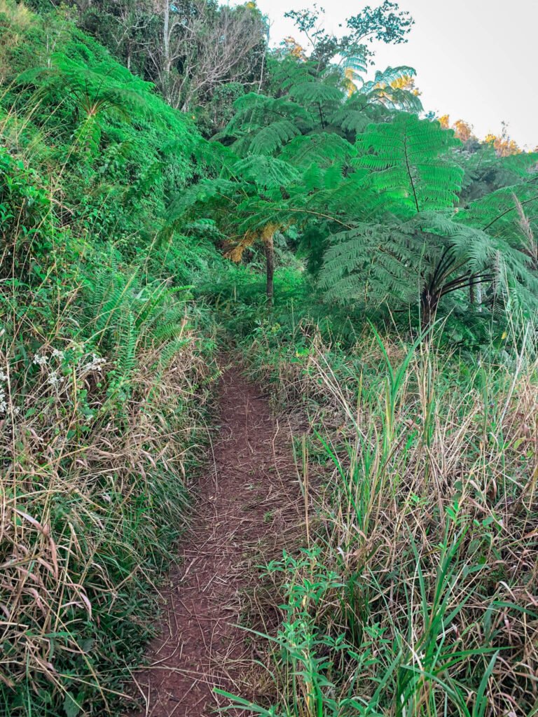 Cerro el Rodadero hike in Puerto Rico