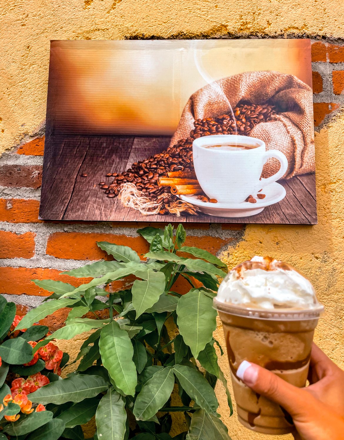 The Coffee Factory, Salcoatitan, la ruta de las flores