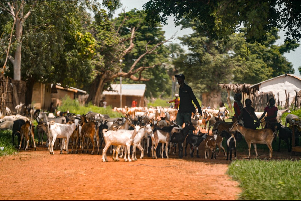 Goats on the road in The Gambia