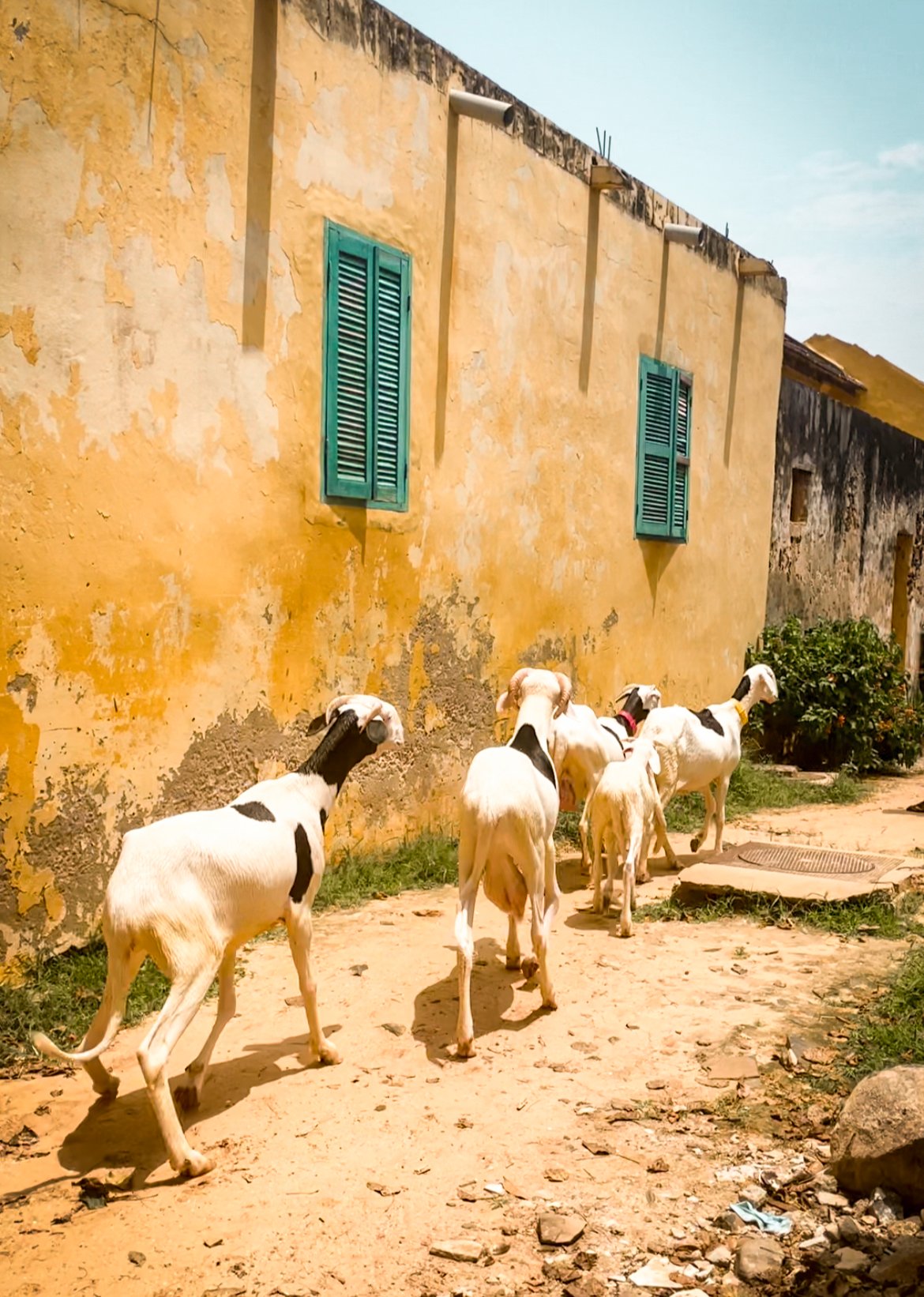 goats in the west of Africa