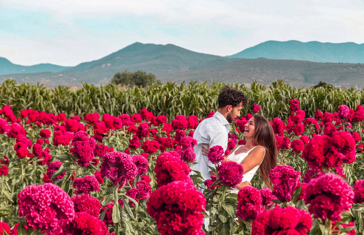 flower fields, things to do in Mexico