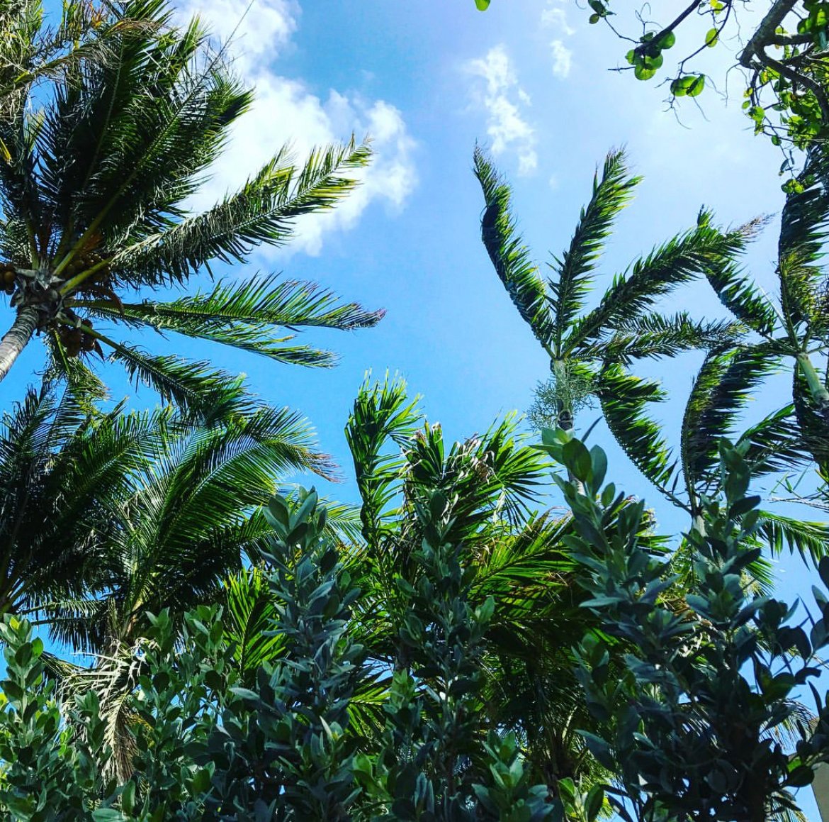 palm trees Cozumel