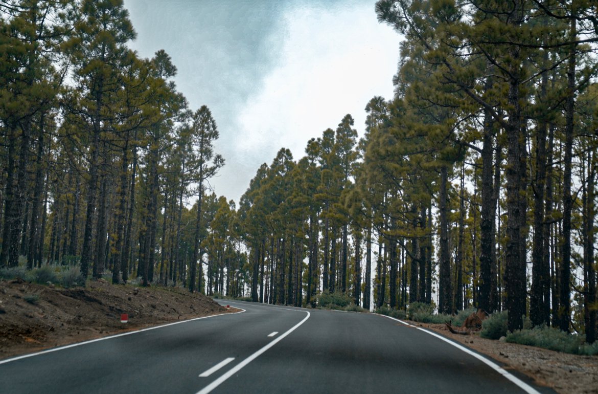 forests of Gran Canaria