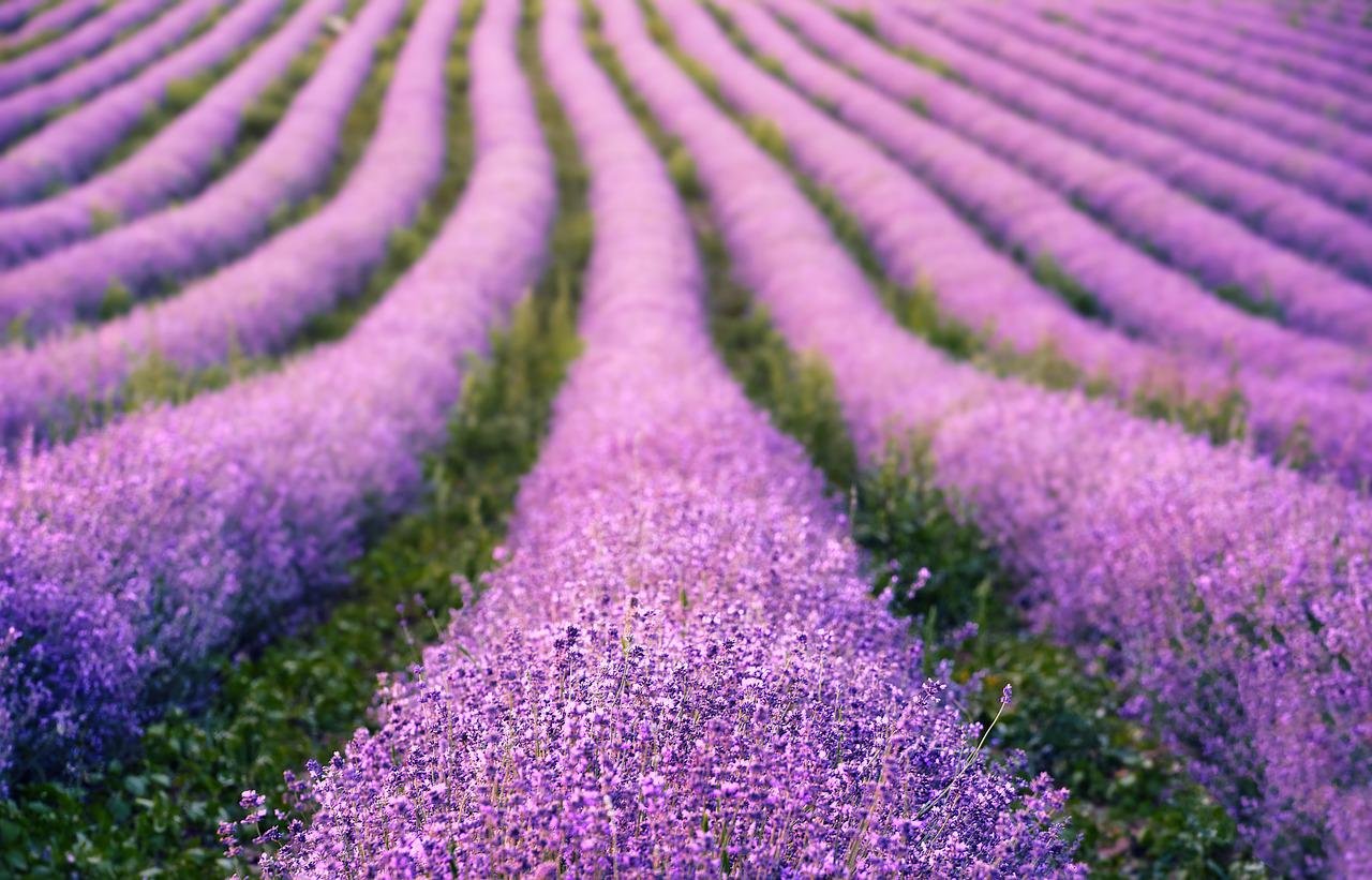 Lavender in Provence, best places to travel to in June