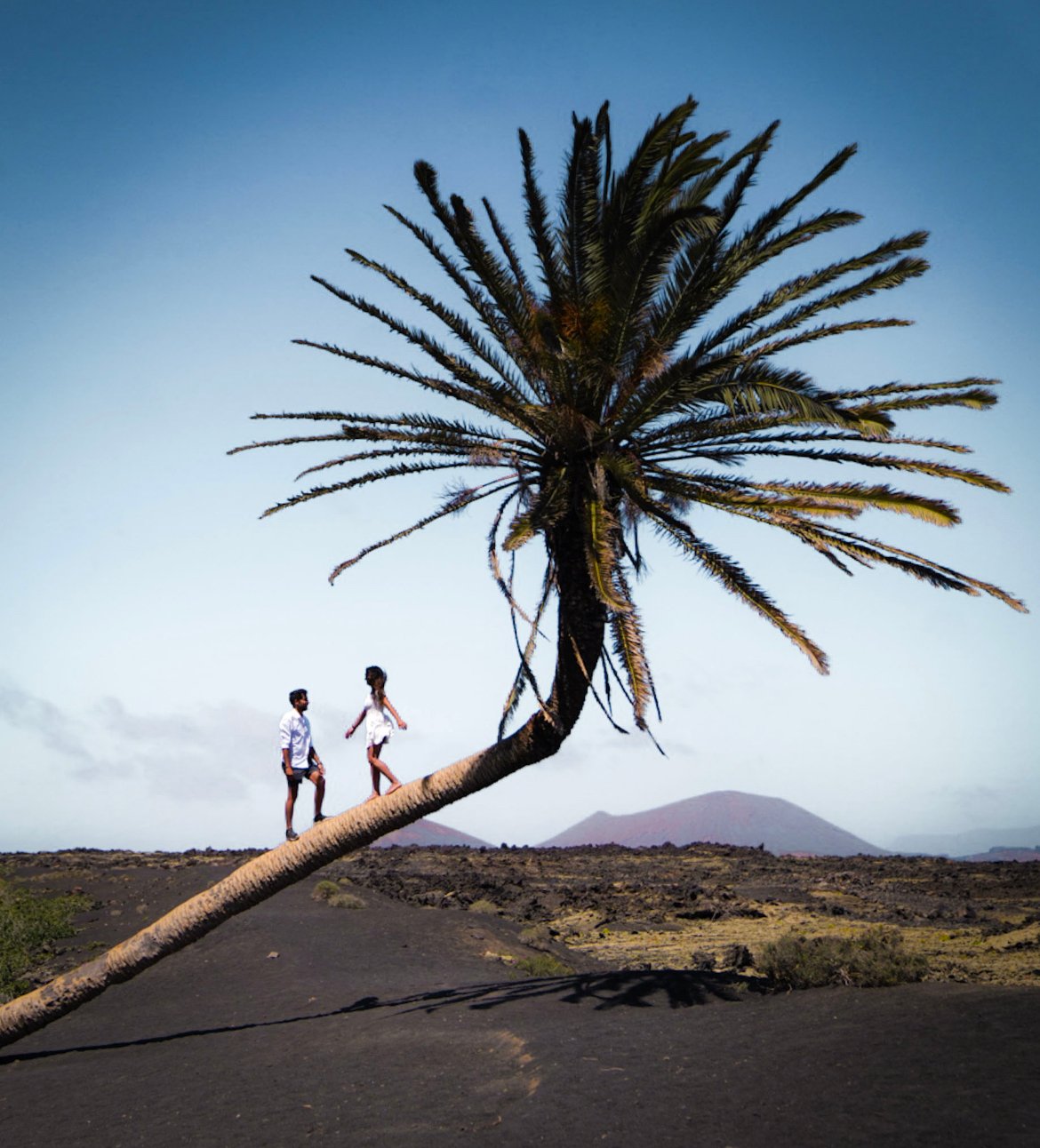 Palmera inclinada, things to see in Lanzarote in the Canary Islands