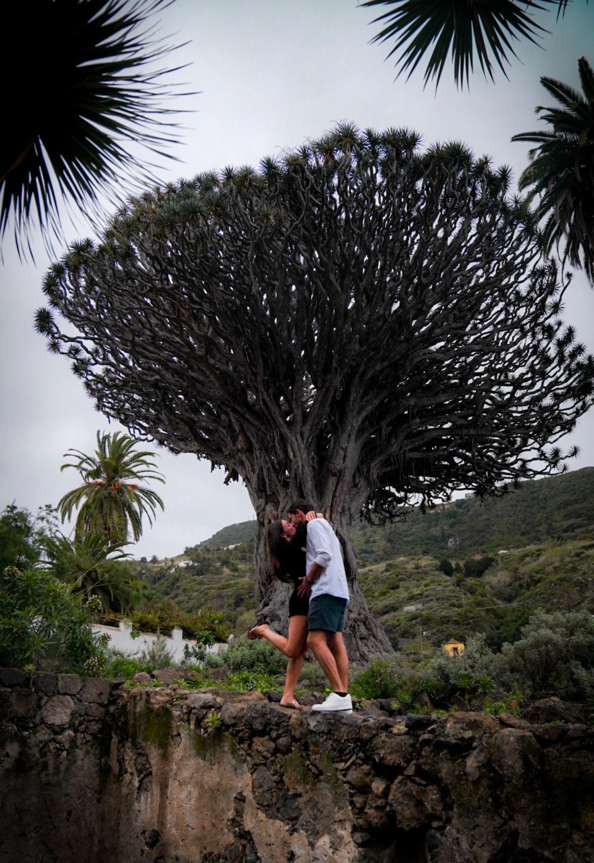 Drago tree, what to do in Tenerife