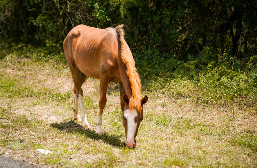 Vieques, best places in Puerto Rico to visit