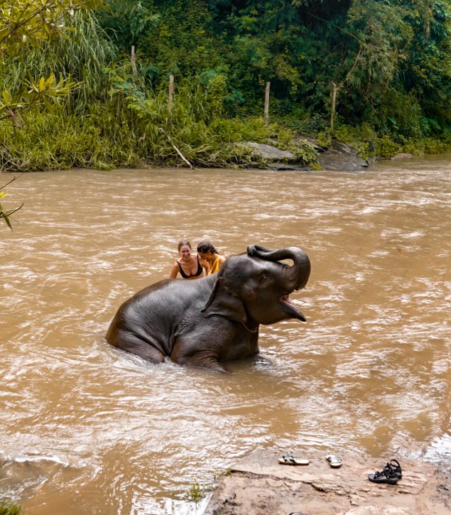 elephant in Thailand