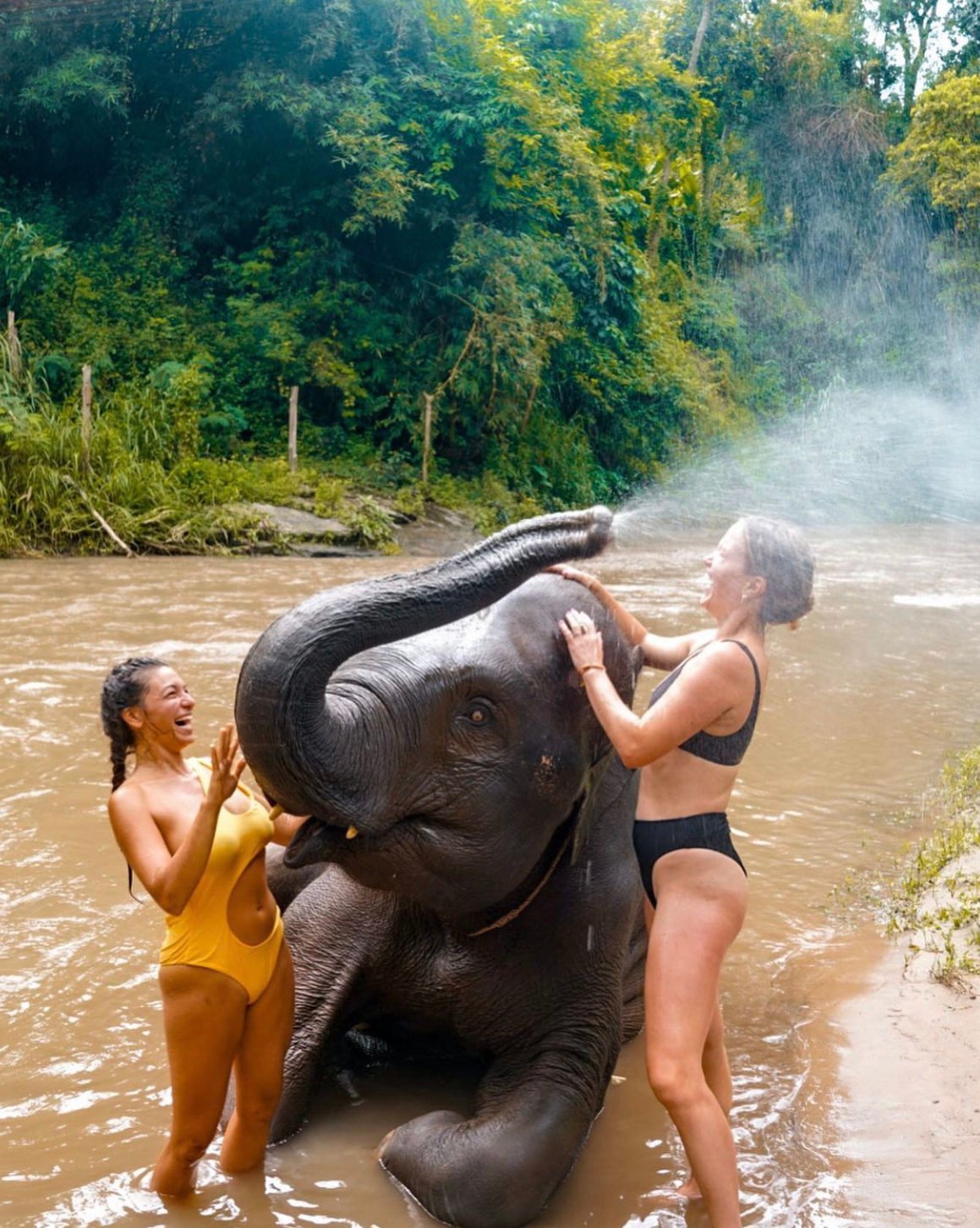 Elephant Sanctuary in Thailand. what to do in Chiang Mai