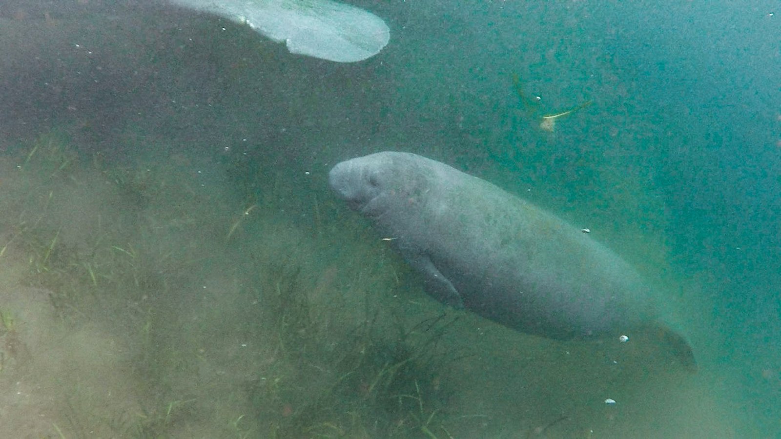 kayaking with the manatees, things in Florida to do