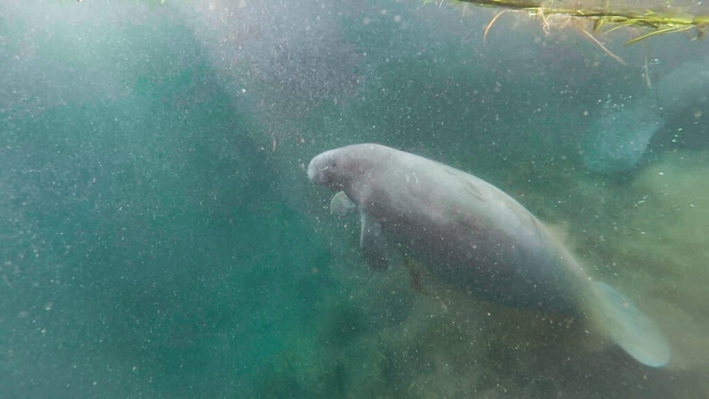 kayaking with the manatees, things in Florida to do