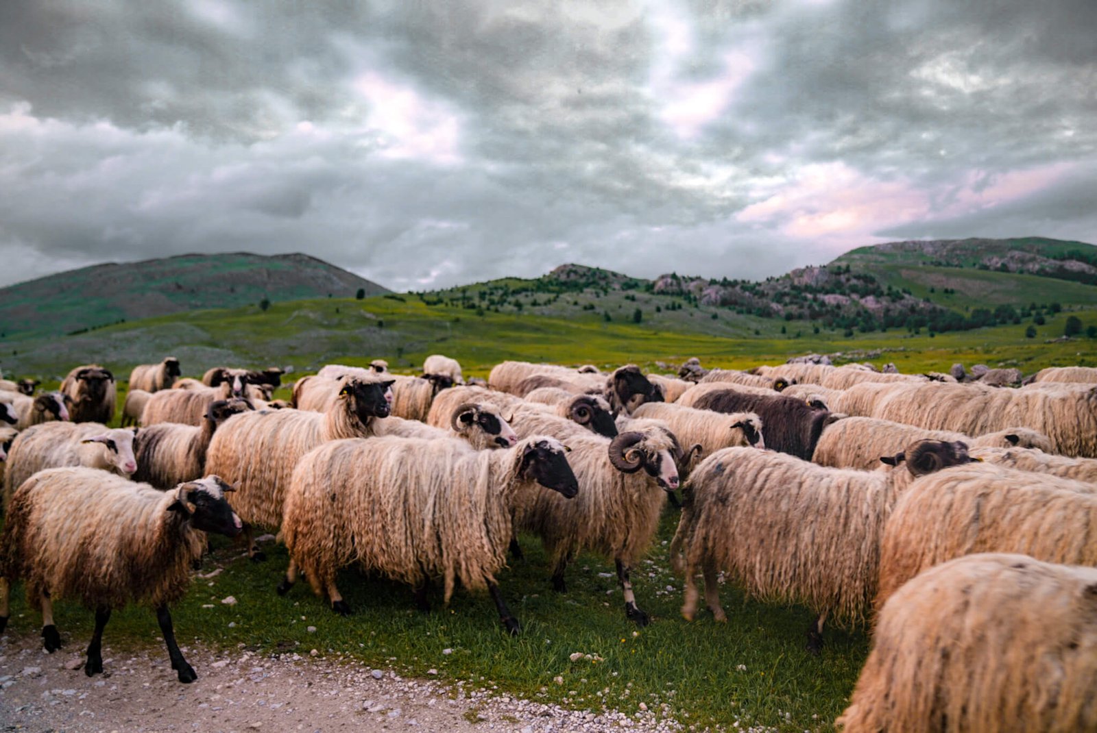 sheep in Bosnia & Herzegovina