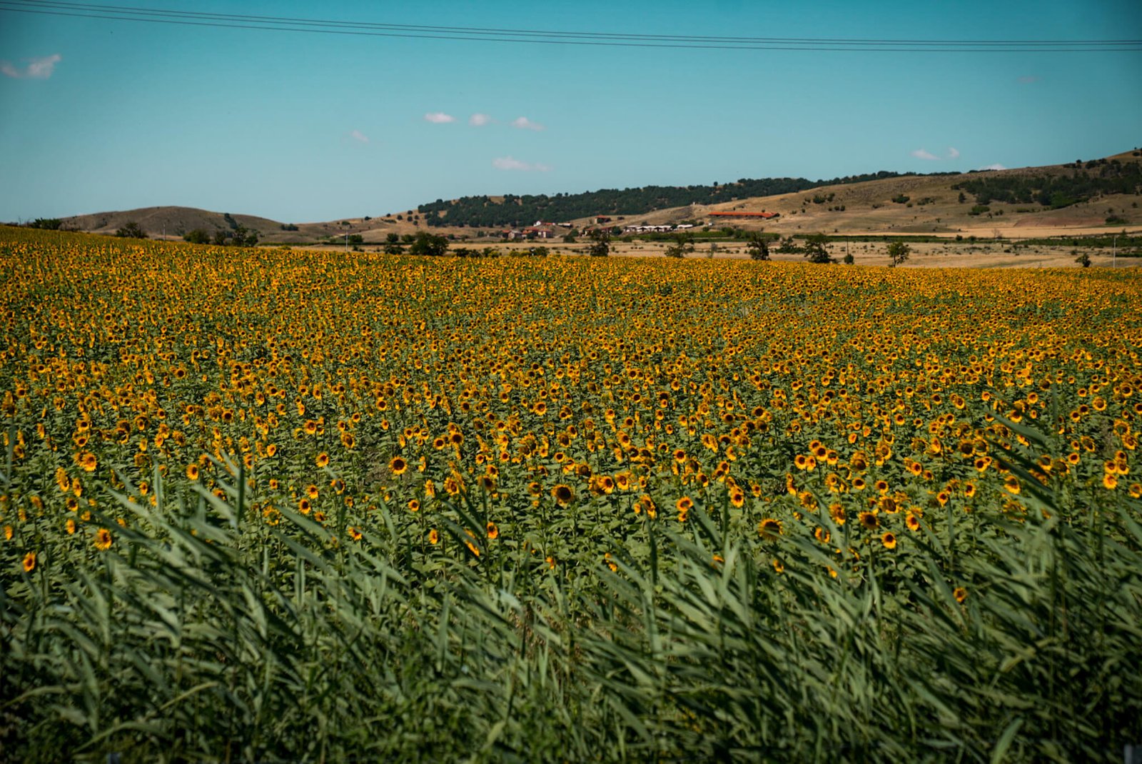 sunflower fields outside of Skopje in Macedonia
