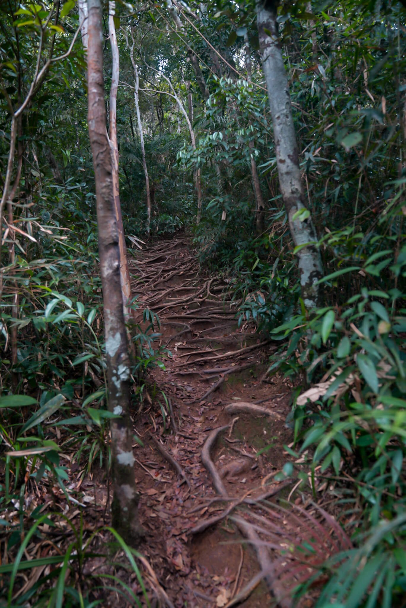 hike to Mamangua Sugarloaf peak