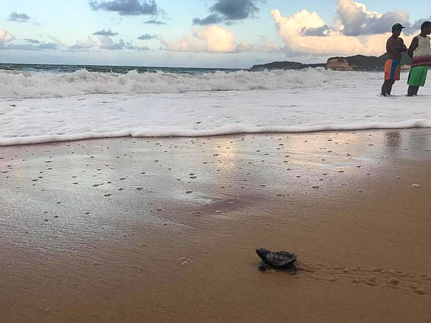 sea turtles in Pipa, Brazil