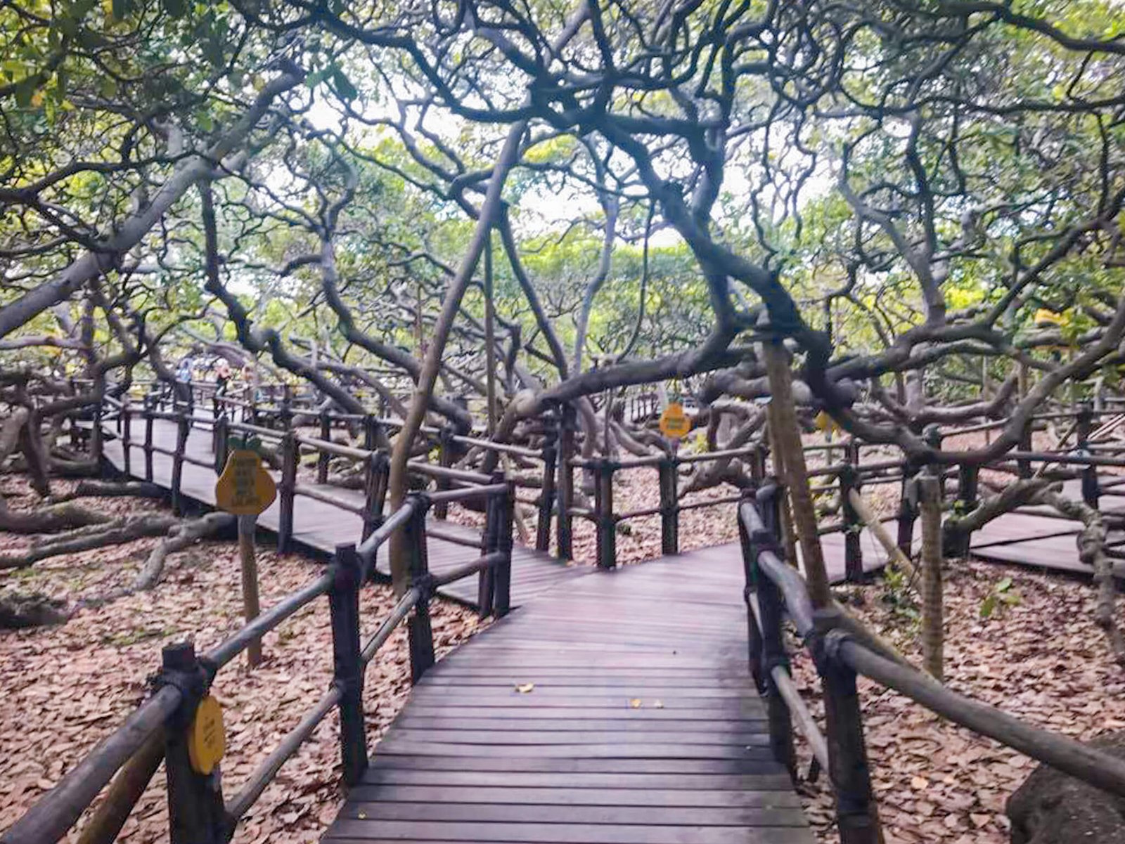 the world's biggest Cashew tree, things to do in Natal, Brazil