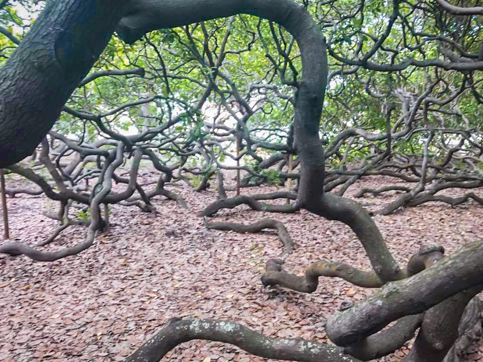 the world's biggest Cashew tree, things to do in Natal, Brazil