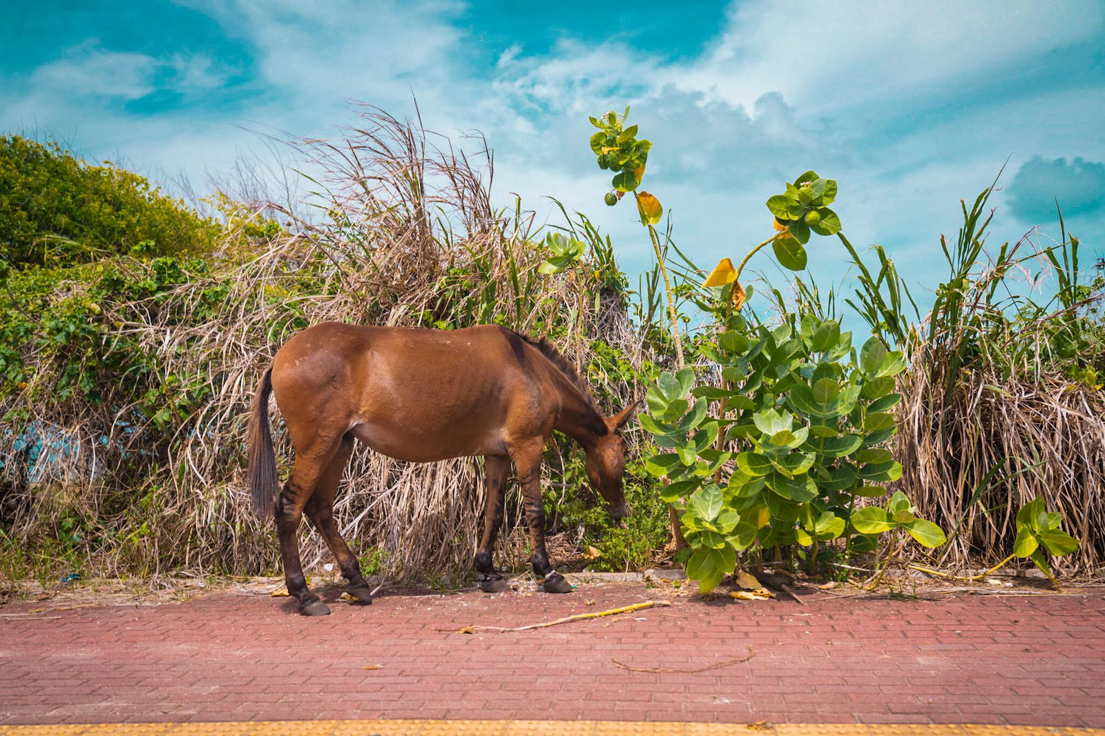 horses, Natal in Brazil
