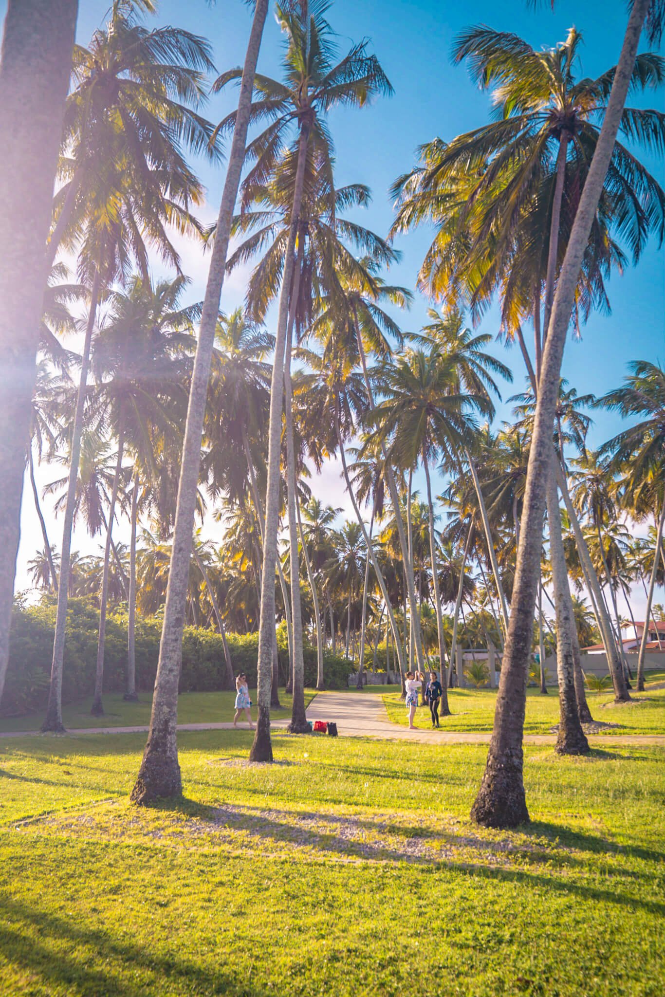 Palm trees, Natal in Brazil