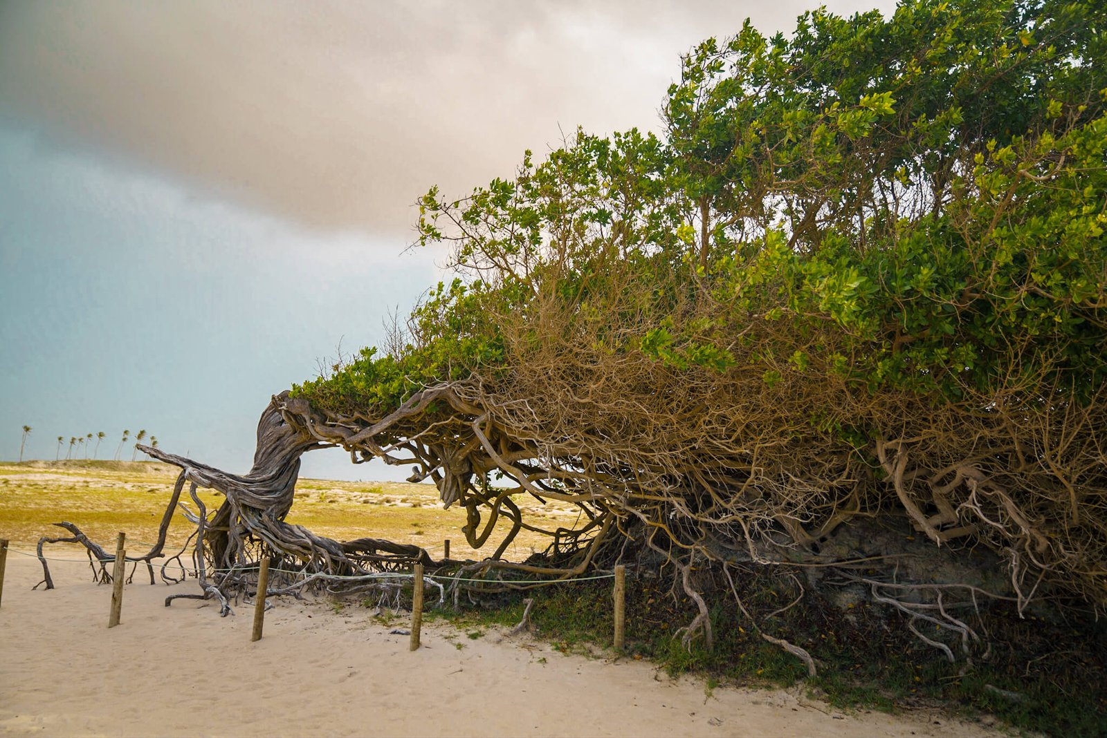 Jericoacoara