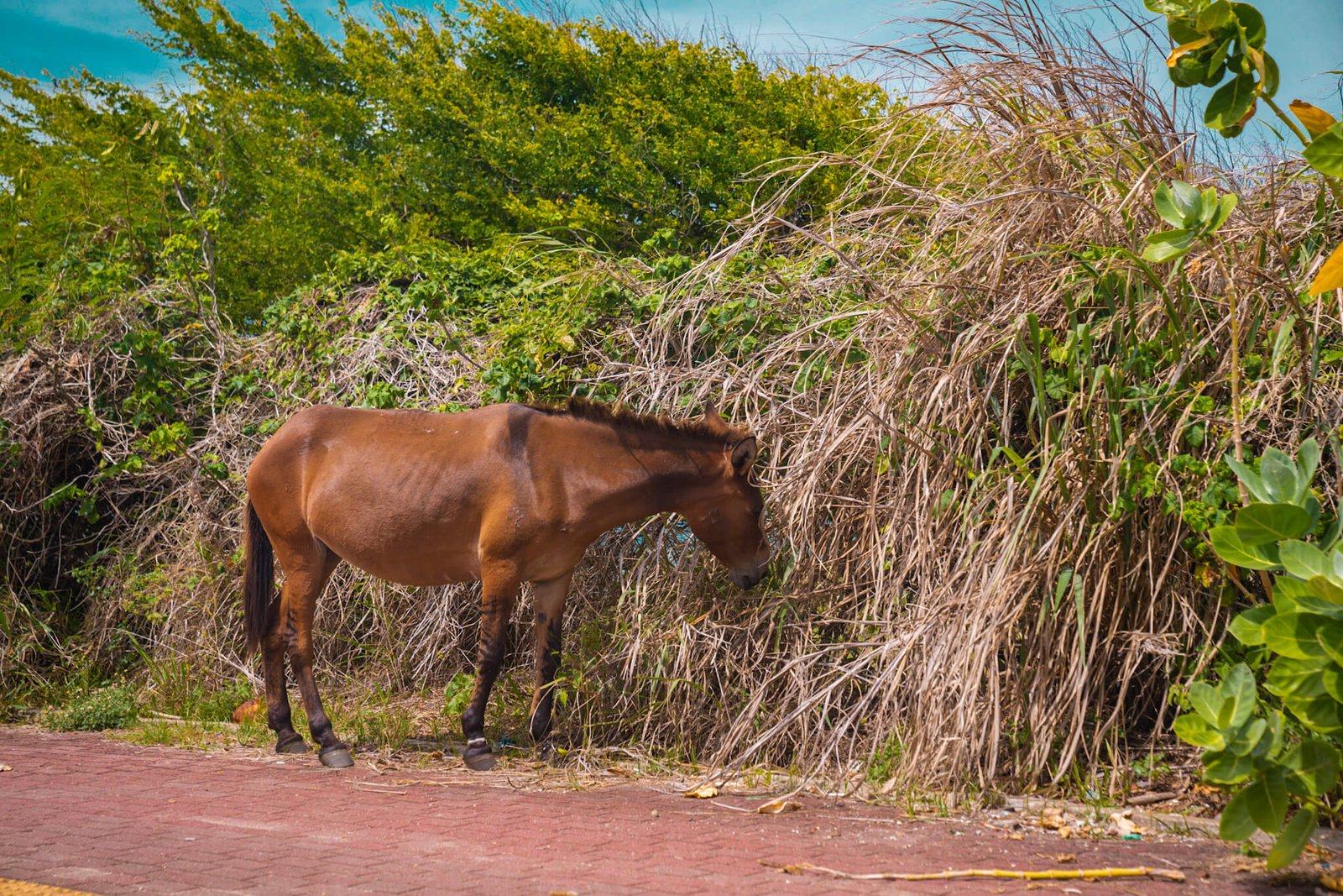 wild horse, Natal in Brazil