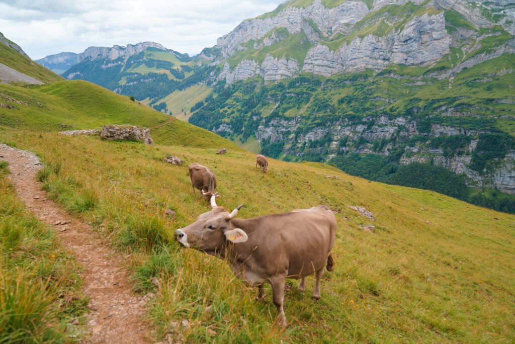 hiking from Schafler Ridge to Seealpsee