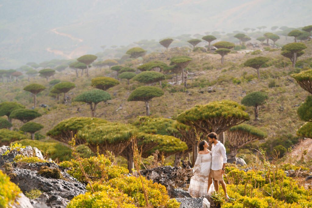 Dragon Blood trees, island of Socotra, Yemen