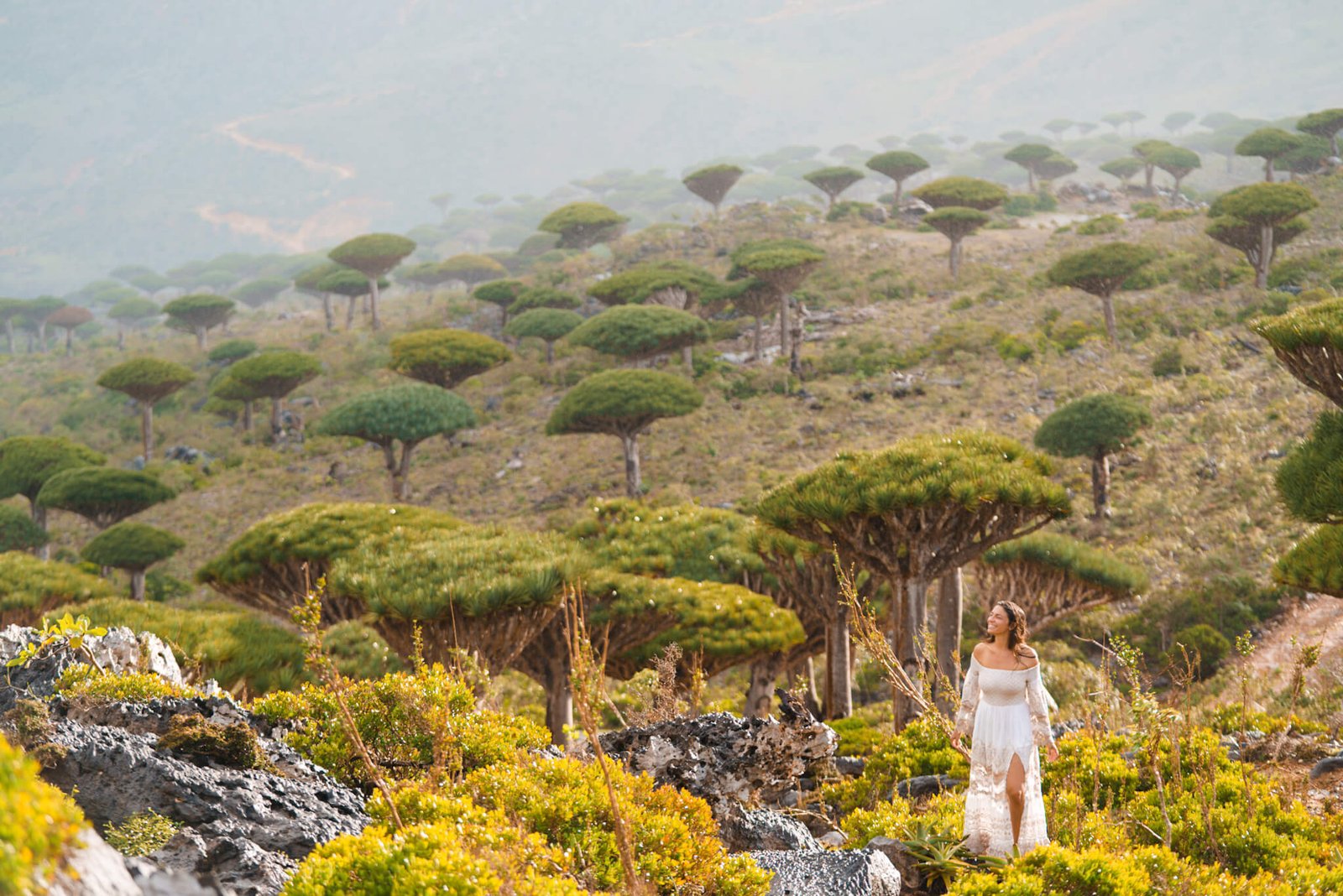 Dragon blood trees on the Socotra island tour