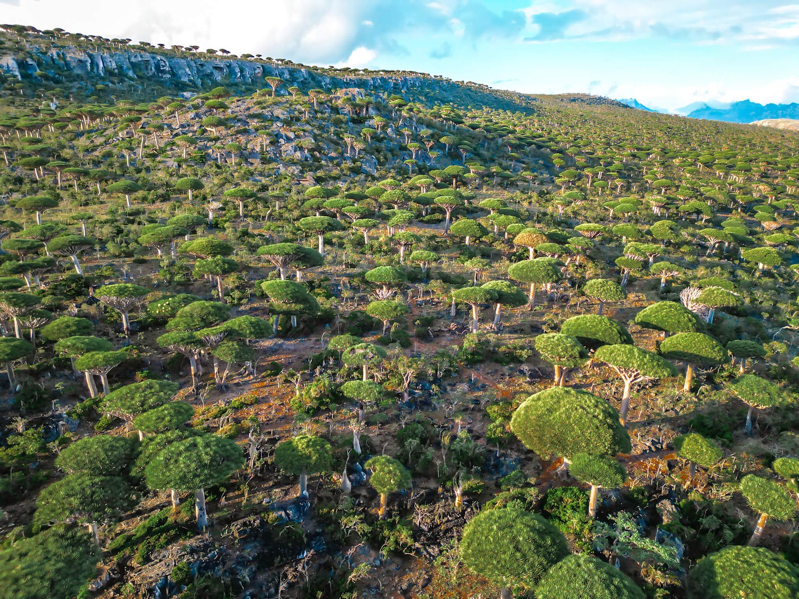 Dragon blood trees on the Socotra island tour