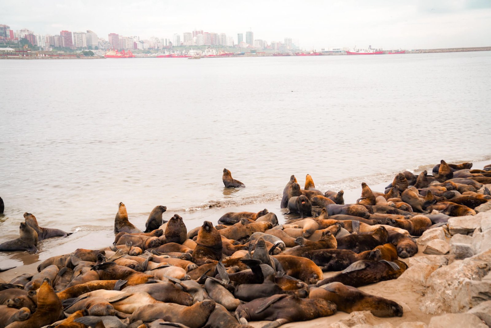Sea lions, things to do in Mar del Plata