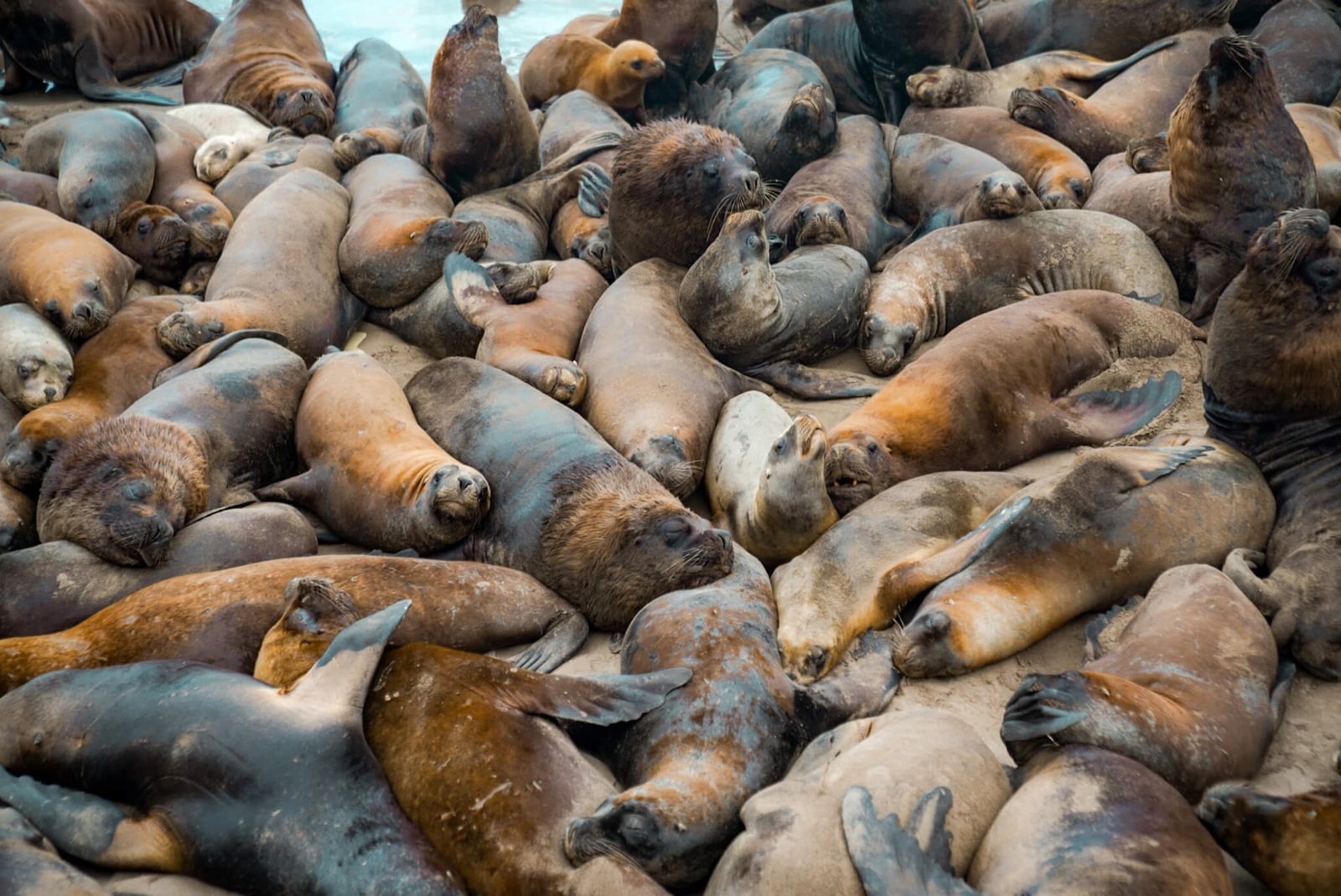 Sea lions, things to do in Mar del Plata