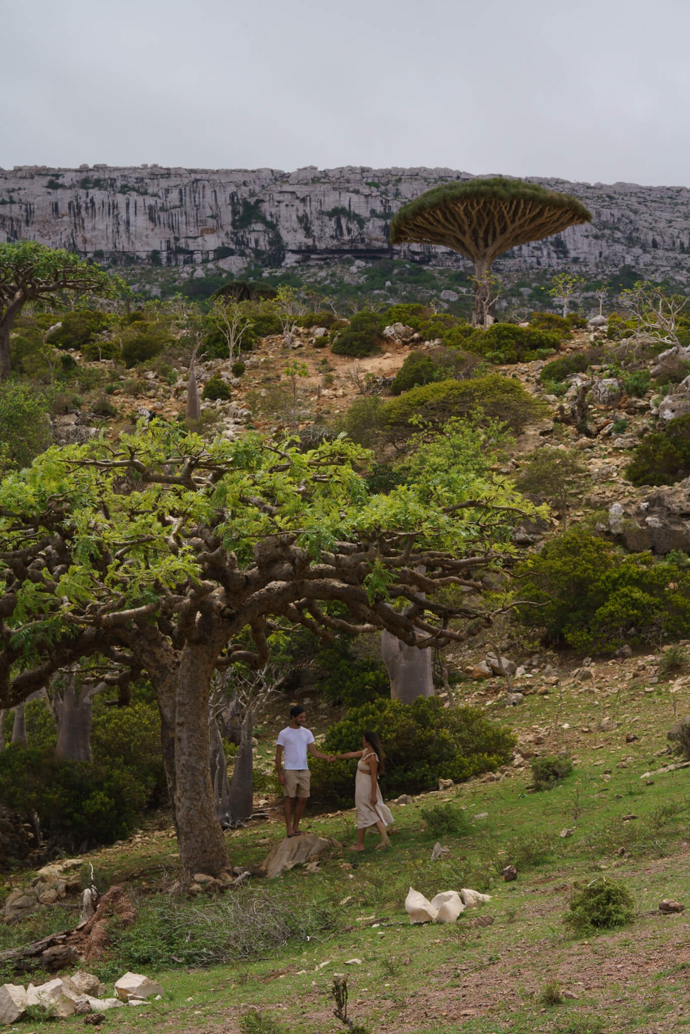 Homhil trees, Socotra Island Tour